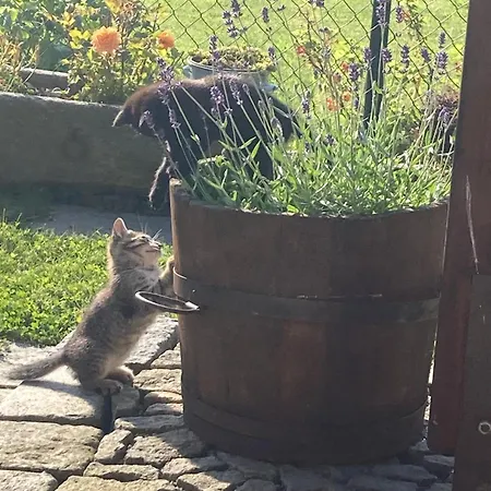 Dolánek Homestay szállás *