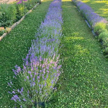 Alloggio in famiglia Dolánek *