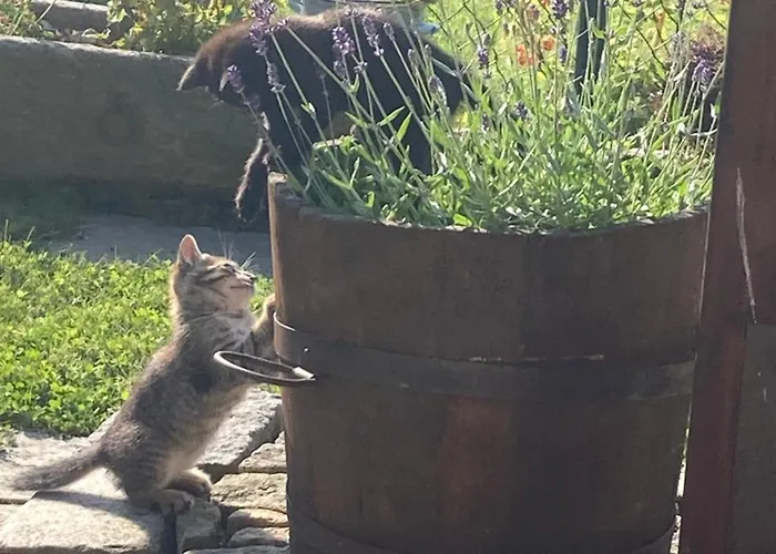 Dolanek בית אירוח *