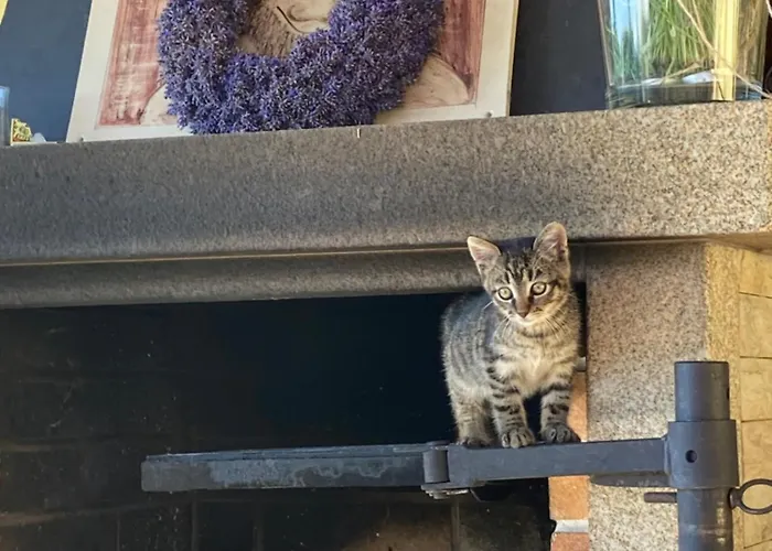 Dolanek בית אירוח Jankov (South Bohemian)