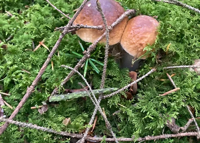 Dolanek Jankov (South Bohemian)