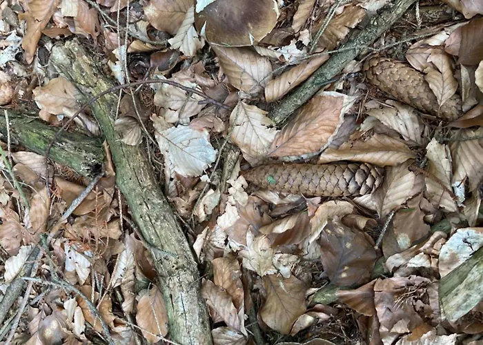 Dolanek Jankov (South Bohemian)