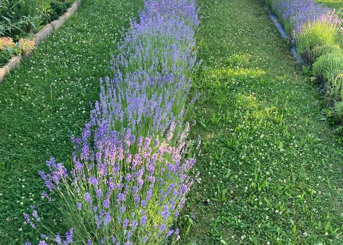 בית אירוח Dolanek *